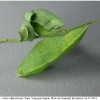 colias alfacariensis pupa1 volg